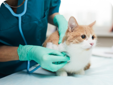 gato sendo examinado - clínica veterinária